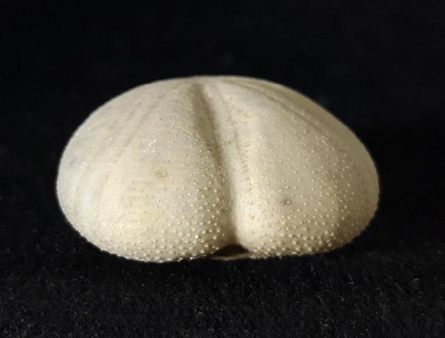 Heteraster oblongus (BRONGNIART 1821) - Bild © FossNet FossilienStore